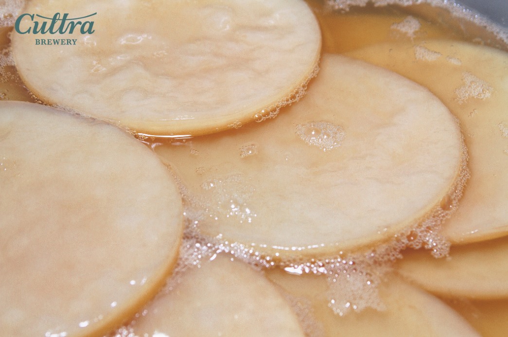 Cách nhận biết con nâm Scoby khỏe mạnh 